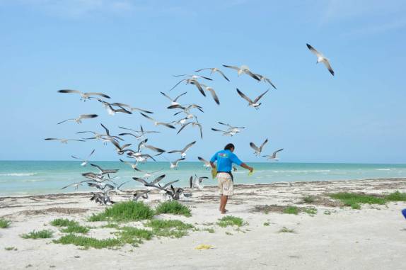 Alvoroço de gaivotas em praia da ilha de Holbox, no norte do Yucatán, no México